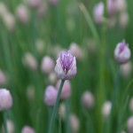 Chive Flowes