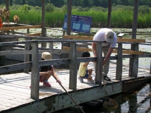 Trying to catch minnows and water striders with Grandpum to get a better look.