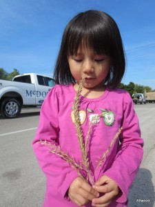 Elspeth found some wheat and then turned it into a wheat family by breaking it apart.