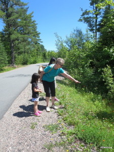 Wild strawberries anyone?