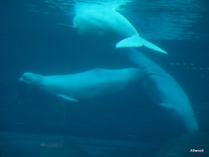 Belugas