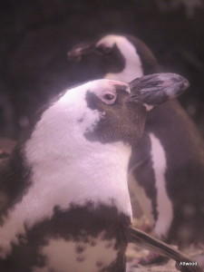 Elspeth was beyond excited to get so close to a penguin via one of their pop-up domes in the display.