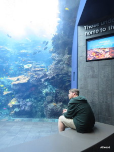 We sat for a very long time just watching the whale sharks, rays and fish swim around the giant tank.