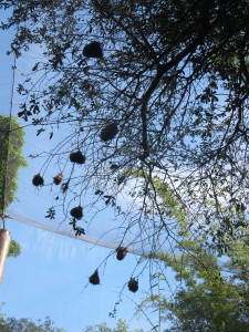 Nests as far as the eye can see.