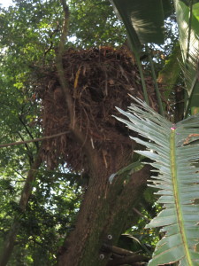 This was the biggest nest that I have ever seen.