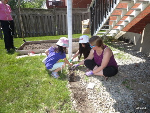Had to reclaim our ex-strawberry patch.  This year we hope that it will grow our crop of sunflowers as tall as the deck!