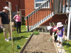 Measuring out where the potatoes should go.