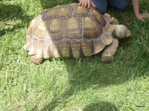 The girls enjoyed watching this guy munch grass in the shade.